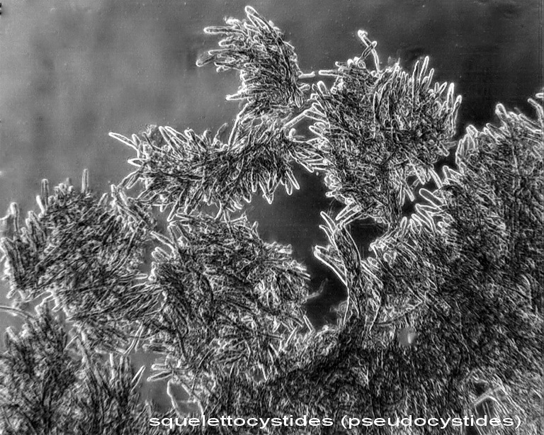 Tento Hymenochaete tabacina-foto6033(Porostereum spadiceum)